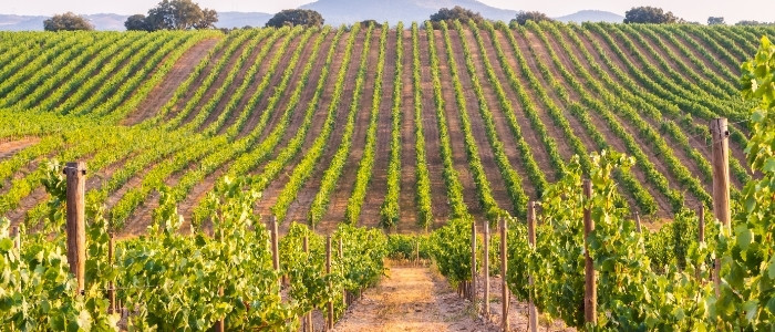 photo of Winery